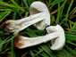 Fehér tarlógomba (Leucoagaricus leucothites), Budapest